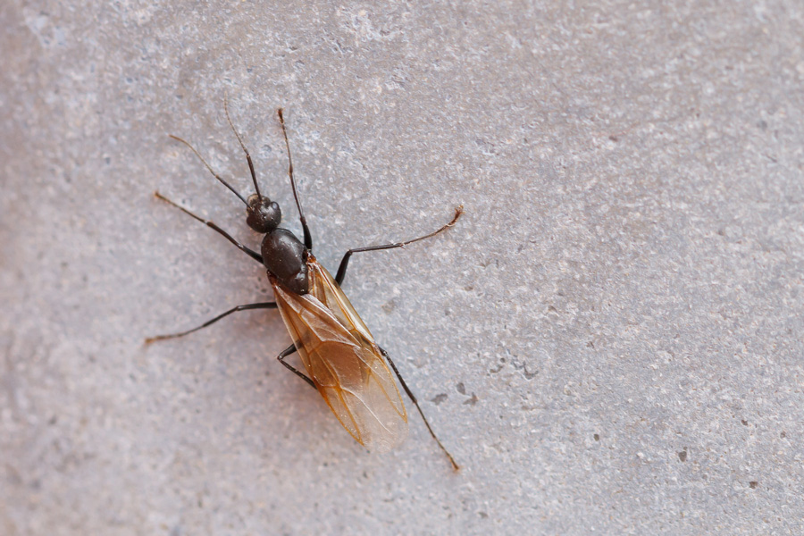 Formica alata: Camponotus sp. (lateralis opp. piceus), maschio